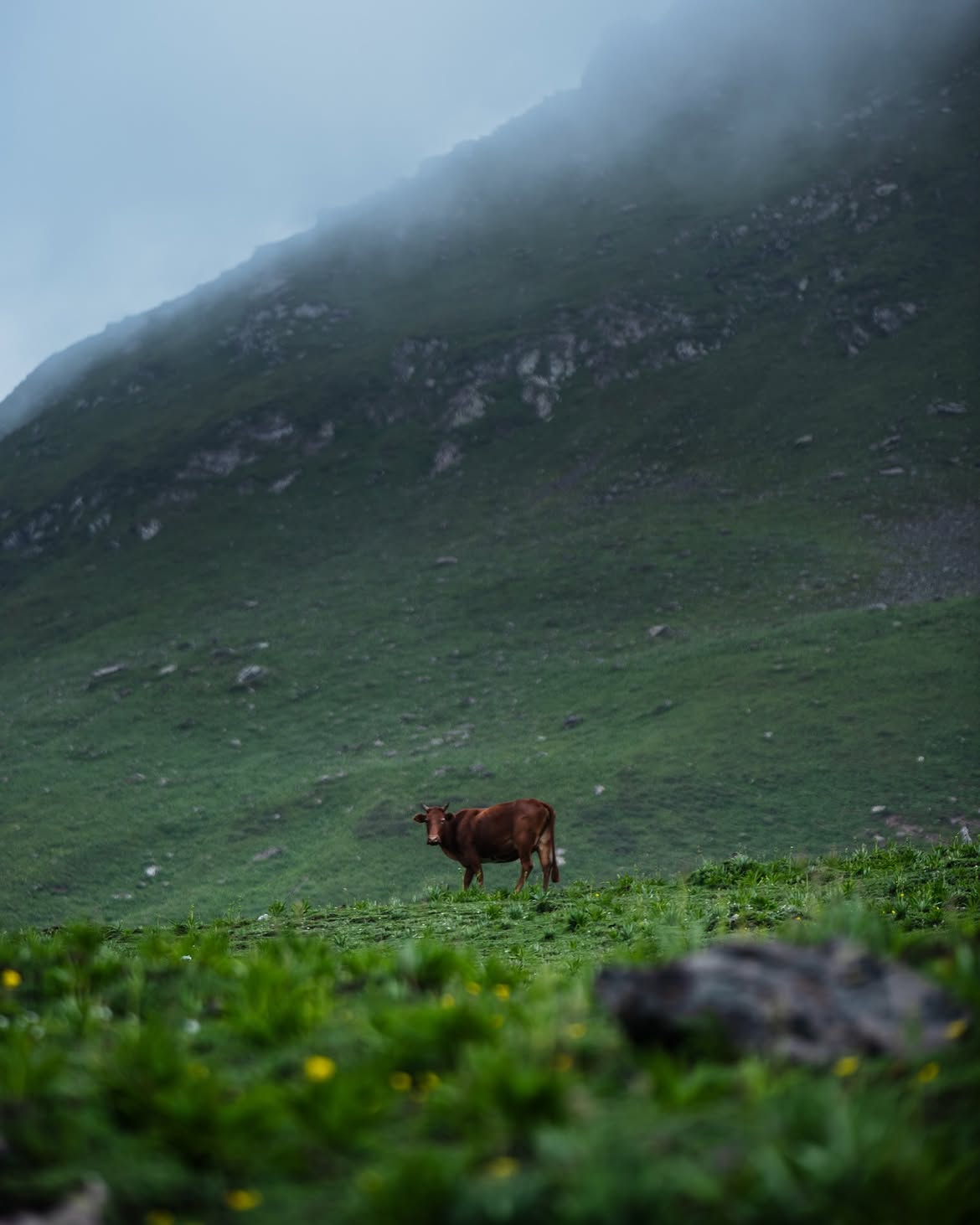 Misty meadow with grazing cow in Kalam