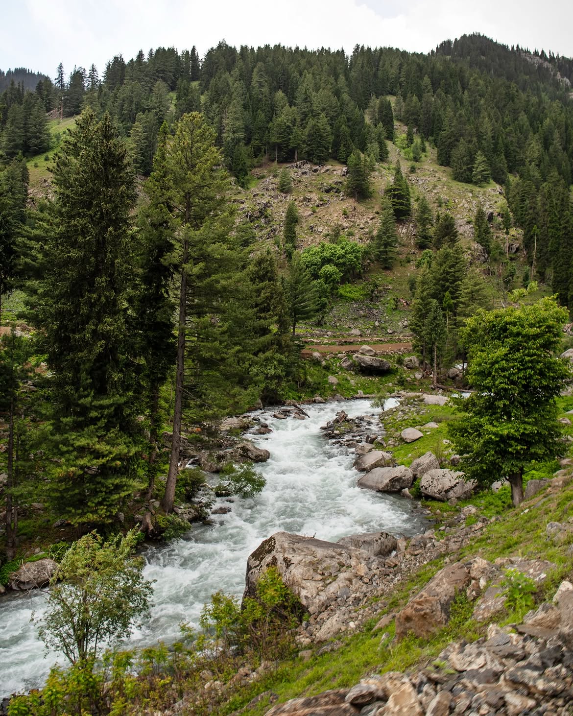 Clear river cutting through pine forest in Kalam