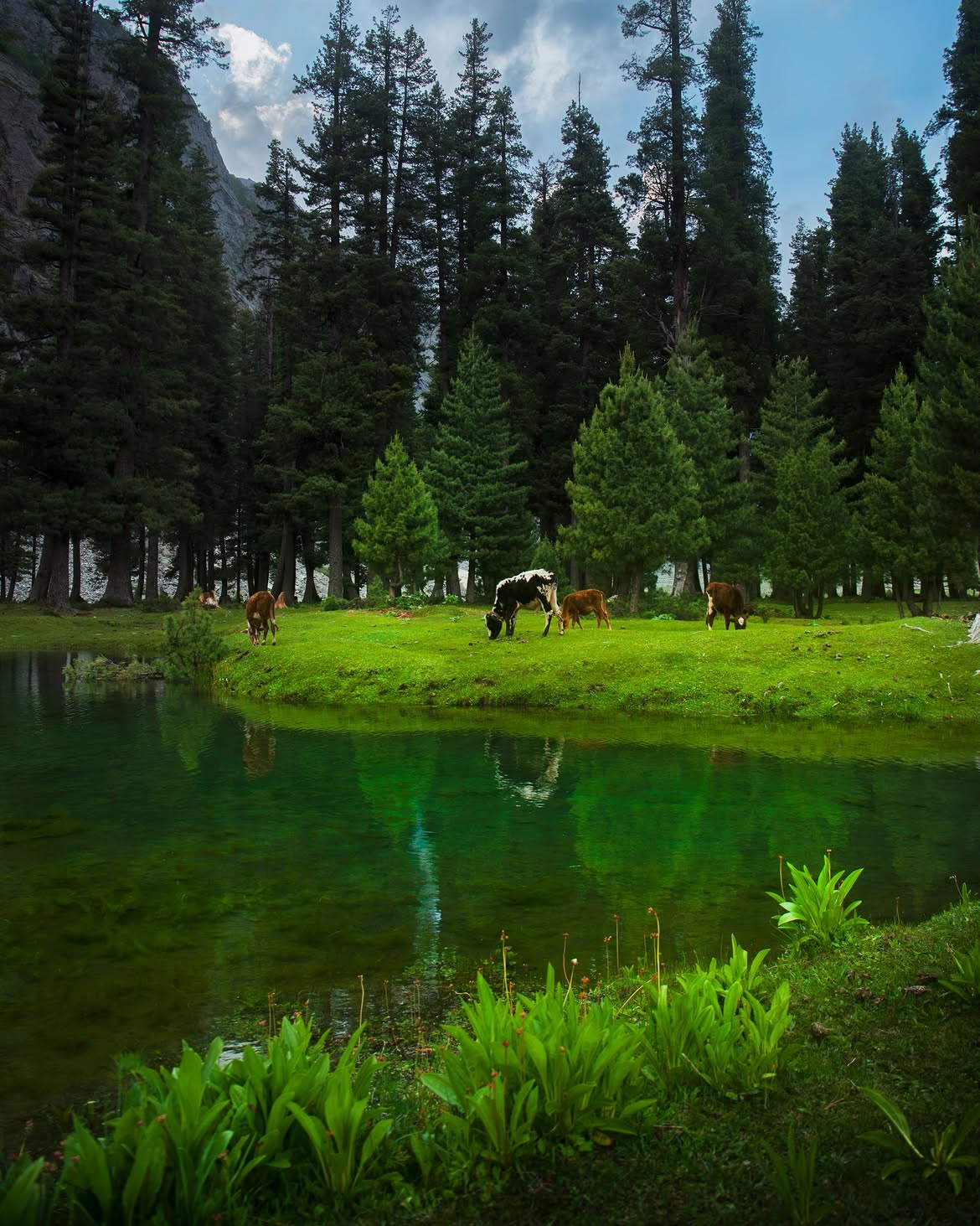 Green lake with grazing cattle in Kalam